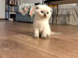 2 Aylık British Scottish Blue Point Yavru Kediler