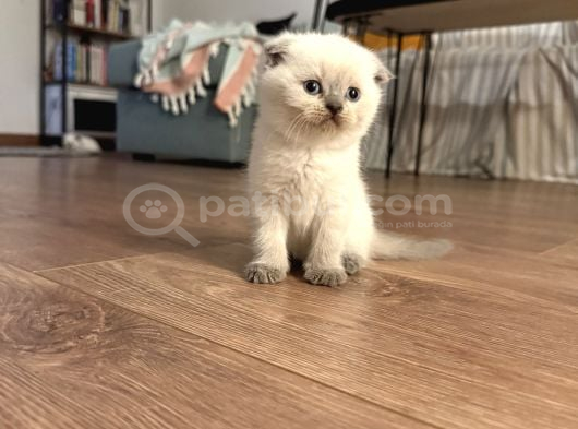 2 Aylık British Scottish Blue Point Yavru Kediler görsel