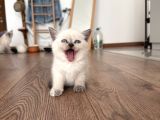 2 Aylık British Scottish Blue Point Yavru Kediler