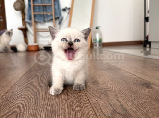 2 Aylık British Scottish Blue Point Yavru Kediler görsel