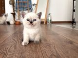 2 Aylık British Scottish Blue Point Yavru Kediler