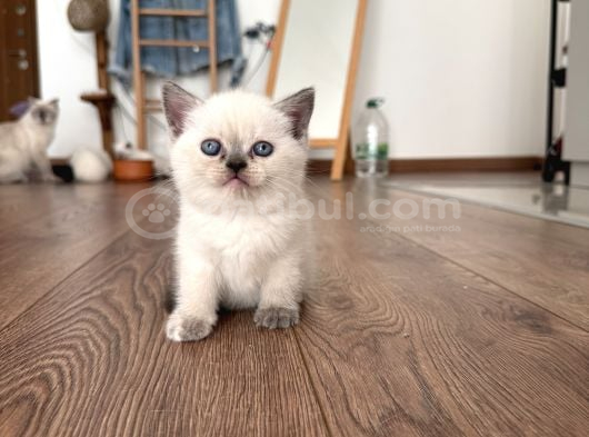 2 Aylık British Scottish Blue Point Yavru Kediler