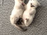 2 Aylık British Scottish Blue Point Yavru Kediler