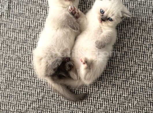 2 Aylık British Scottish Blue Point Yavru Kediler görsel