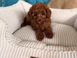 RED BROWN TOY POODLE YAVRULAR