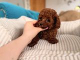 Red Brown Toy Poodle Yavrular