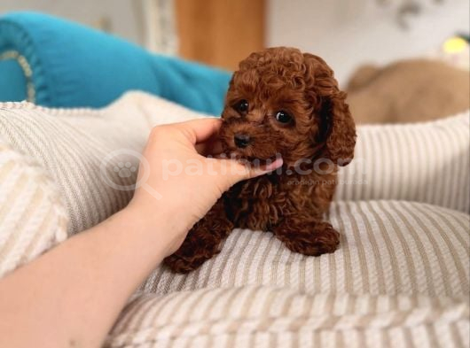 Red Brown Toy Poodle Yavrular görsel