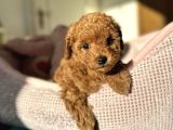 TOY POODLE BEBEKLERİMİZ YENİ YUVASINI BEKLİYO