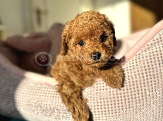 Toy Poodle Bebekleri̇mi̇z Yeni̇ Yuvasini Bekli̇yo