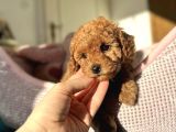 Toy Poodle Bebekleri̇mi̇z Yeni̇ Yuvasini Bekli̇yo