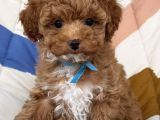 Poodle Kali̇tesi̇nde Malti̇poo Yavrular
