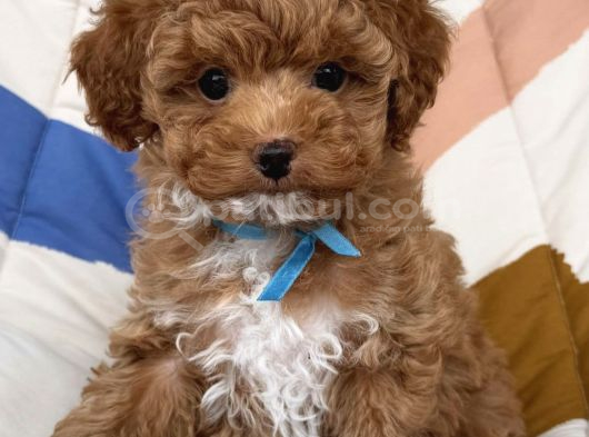 Poodle Kali̇tesi̇nde Malti̇poo Yavrular