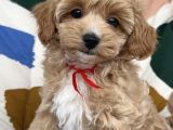 Kokoş Malti̇poo Yavrular