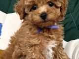 Poodle Kali̇tesi̇nde Malti̇poo Yavrular