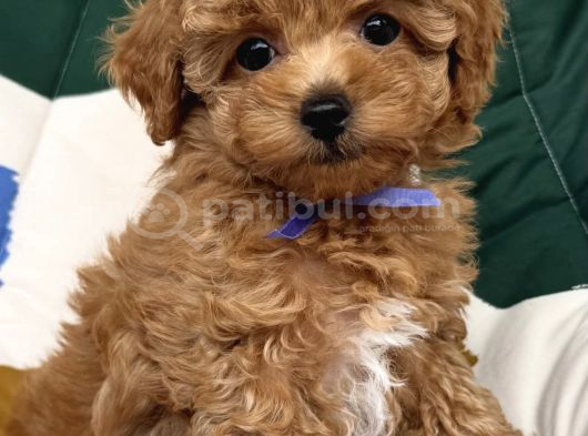 Poodle Kali̇tesi̇nde Malti̇poo Yavrular görsel