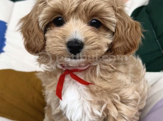 Kokoş Malti̇poo Yavrular görsel