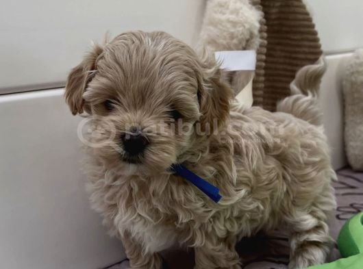 Muhteşem Kore Malti̇poo Yavrular görsel