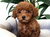 TATLIŞ TOY POODLE BEBEKLER