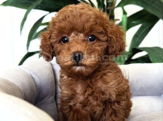 Tatliş Toy Poodle Bebekler