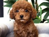 Tatliş Toy Poodle Bebekler