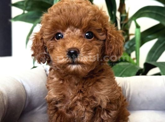 Tatliş Toy Poodle Bebekler görsel