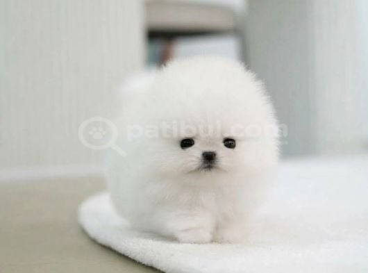 Show Kali̇te Tuvalet Eği̇ti̇mli̇ Pomeranian Yavrumuz görsel