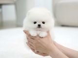 SHOW KALİTE TUVALET EĞİTİMLİ POMERANIAN YAVRUMUZ