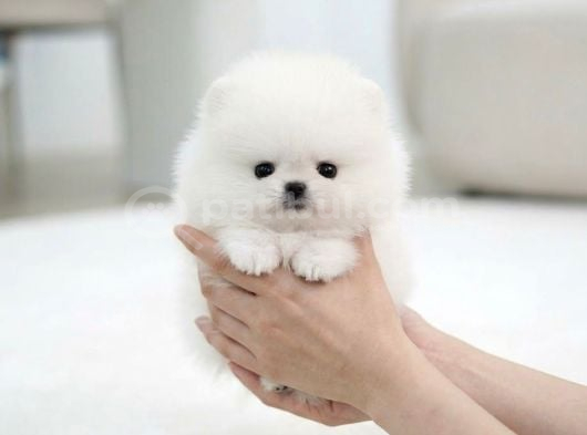 SHOW KALİTE TUVALET EĞİTİMLİ POMERANIAN YAVRUMUZ