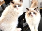 Ragdoll Yavrusu 4 Aylik Oğlumuz