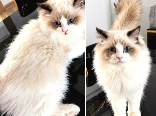 Ragdoll Yavrusu 4 Aylik Oğlumuz görsel