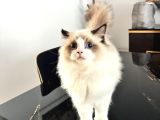 Ragdoll Yavrusu 4 Aylik Oğlumuz