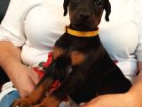 Premium Doberman Yavrulari