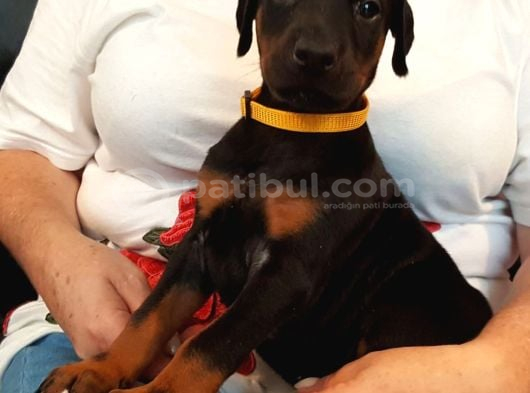 Premium Doberman Yavrulari görsel