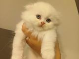 Scottish Fold Yavru Kedi