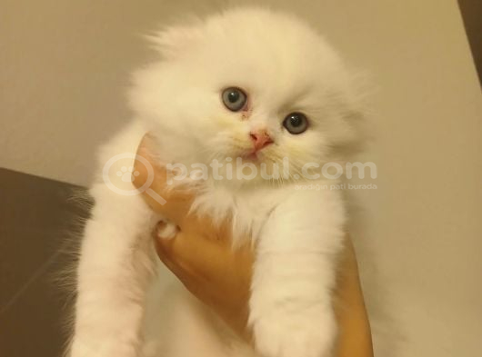 Scottish Fold Yavru Kedi görsel