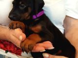 Premium Doberman Yavrulari