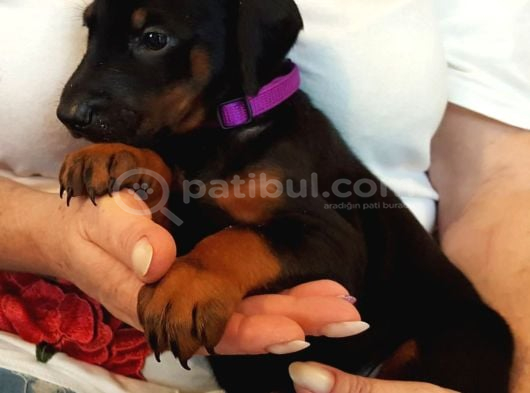 Premium Doberman Yavrulari görsel