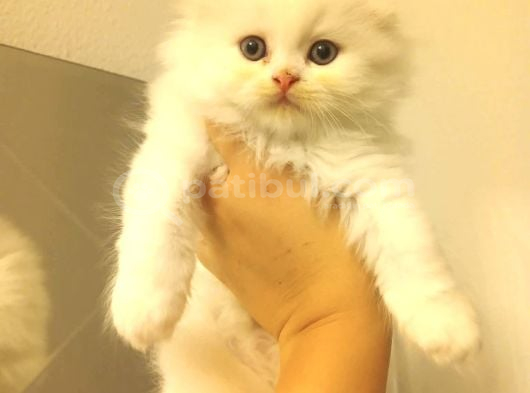 Scottish Fold Yavru Kedi görsel