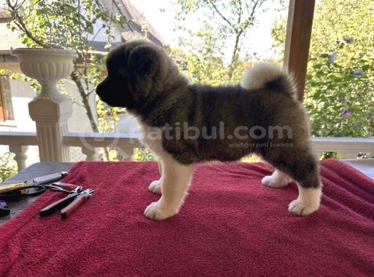 Kif Fci Şecereli Profesyonel Sosyalizasyonlu American Akita görsel