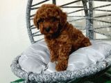Orjinal Dişi Toy Poodle Yavrumuz