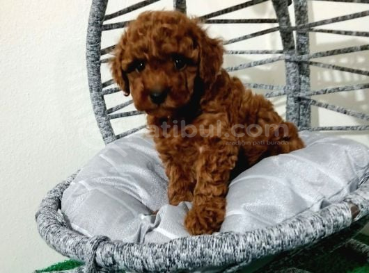 Orjinal Dişi Toy Poodle Yavrumuz görsel