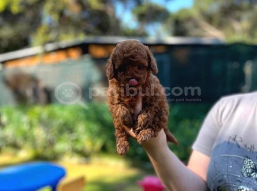 Özel Irk Poodle Yavruları  Sağlıklı  Özenle Büyütülen görsel