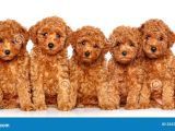 Canlı Oyuncak Gibi Tüy Dökmez Sıfır Boy Toy Poodle