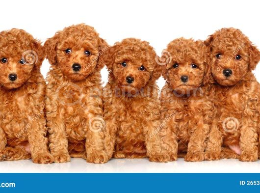 Canlı Oyuncak Gibi Tüy Dökmez Sıfır Boy Toy Poodle görsel