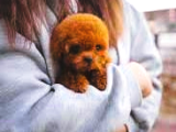Canlı Oyuncak Gibi Tüy Dökmez Sıfır Boy Toy Poodle