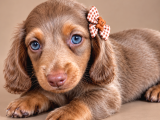 Birbirinden Özel Dachshund Yavrularımız
