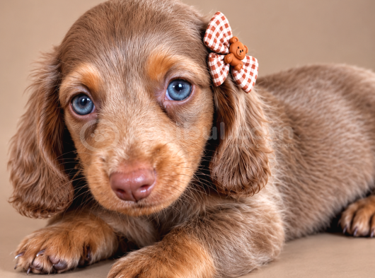 Birbirinden Özel Dachshund Yavrularımız görsel