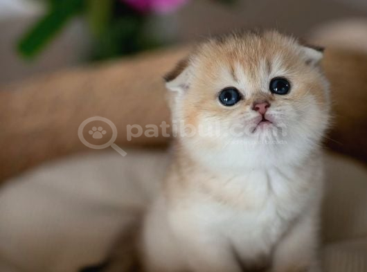 Minik Bebek Golden Scottish Fold Shorthair görsel
