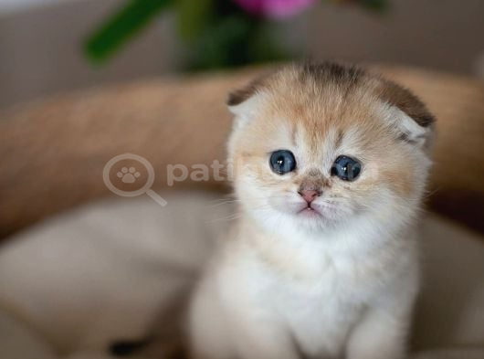 Minik Bebek Golden Scottish Fold Shorthair görsel