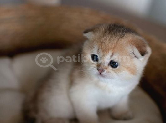 Minik Bebek Golden Scottish Fold Shorthair görsel